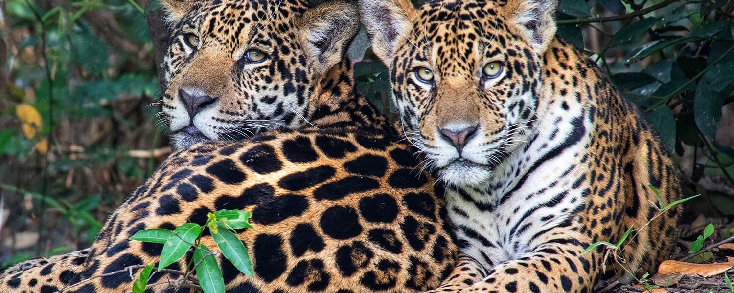 A onça-pintada, um símbolo da fauna brasileira