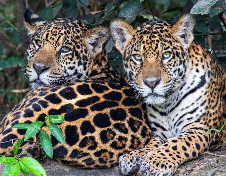 A onça-pintada, um símbolo da fauna brasileira