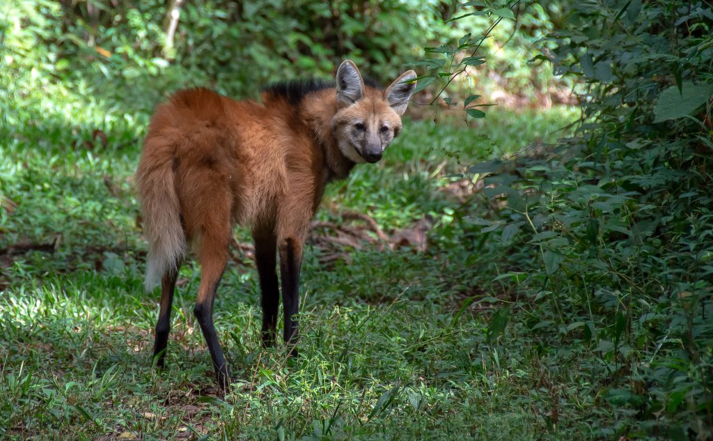 lobo-guará